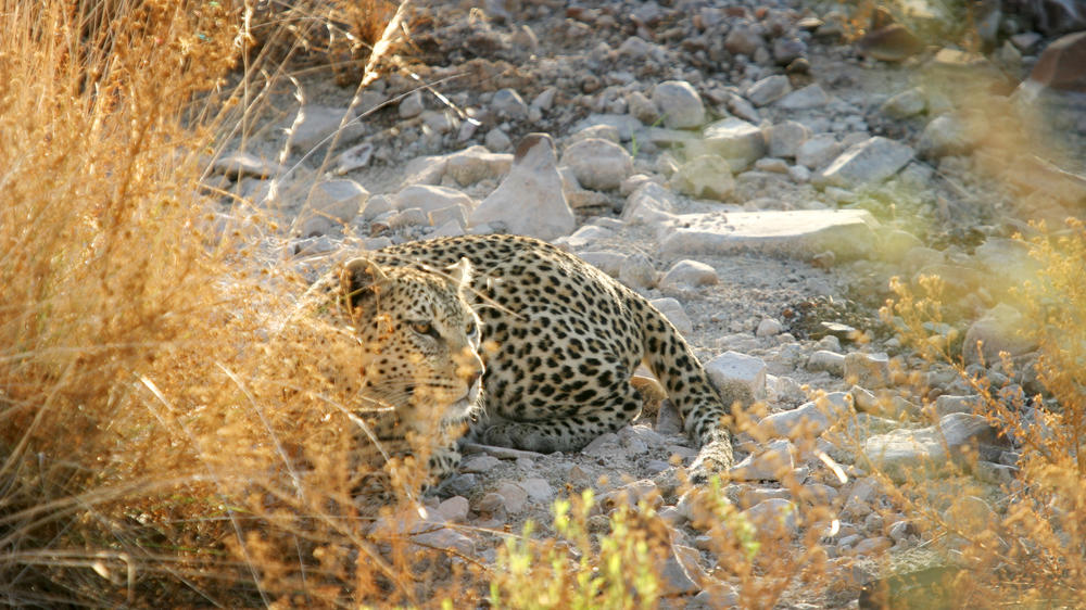 Etendeka Mountain Camp